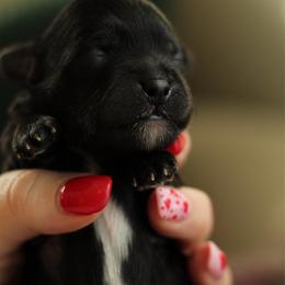 Blueberry muffin - Black male Havapoo puppy in Eagle Mountain, Utah from Lady Paws Puppies