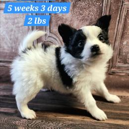 Jackson - Black and white male Companion Cross puppy in Davenport, Washington from Lovely Ladies and Little Asses Miniature Equines (L3A Pomeranians & Papillons)