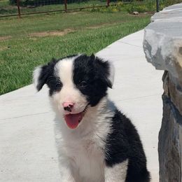 Border Collie Puppies from Bond Border Collies