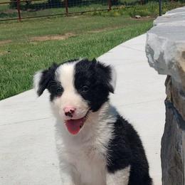 Border Collie Puppies from Bond Border Collies