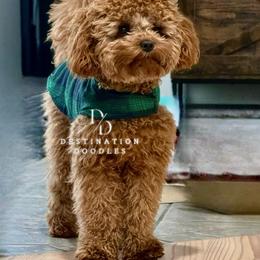 Peanut - Cavapoo