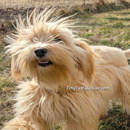 Chantelle - Schnoodle