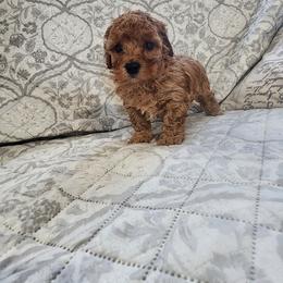 Pekingese, Poodle, and Shih Tzu Puppies from Happy puppies
