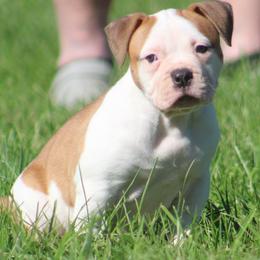 Female 4-Nyx - White and red female American Bulldog puppy in Xenia, Ohio from Bingham's Bulldogs LLC