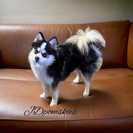 Miles - Pomsky