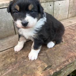 Rue - Black tri-color female Australian Shepherd puppy in Mcmillan, Michigan from Hall-N-Auss Australian shepherds