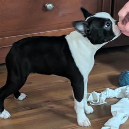 Scotty Rob - Black and white female Boston Terrier puppy in Macon, Georgia from Whispering Willows