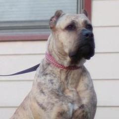 Leona - Perro de Presa Canario