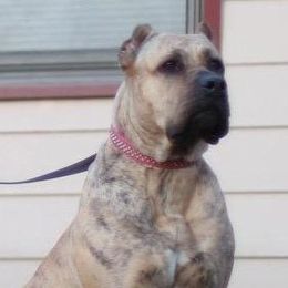 Leona - Perro de Presa Canario