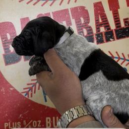 Shoeless Grey collar - Black roan male German Shorthaired Pointer puppy in Six Mile, South Carolina from The Proper Pointer Co.