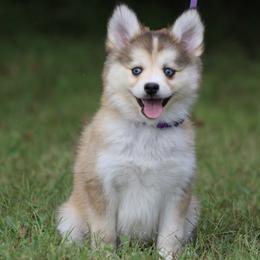 Iris - Gray and white female Pomsky puppy in Missouri from Husky Hill Kennel