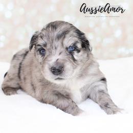 Bi Blue Merle Long tail 2 Blue eyes - Blue merle female Miniature Australian Shepherd puppy in Pinehurst, Texas from Aussie Amor