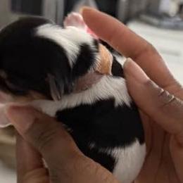 Yorkshire Terriers from Shanequa's Yorkshire Terriers
