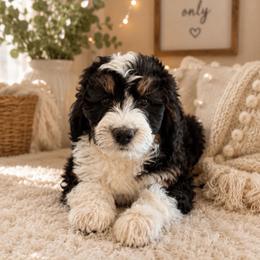 Teal Collar Boy (FF, EE, BB) - Tri-color male Bernedoodle puppy in Ogden, Utah from Salty Point Doodles