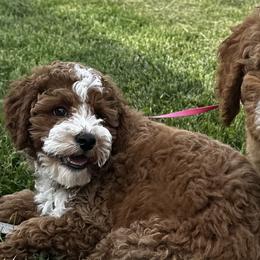 Goldendoodles and Poodles from Wischmeier’s Doodles