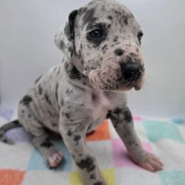 Levi - Merle male Great Dane puppy in Kannapolis, North Carolina from Carolina Great Danes & Toy Poodles