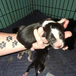 Australian Shepherd and Great Dane Puppies from AEW Farm