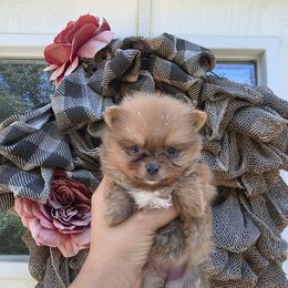 Grace - Blue sable female Pomeranian puppy in Smithville, Texas from Lafary Poms