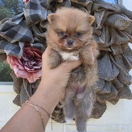 Grace - Blue sable female Pomeranian puppy in Smithville, Texas from Lafary Poms