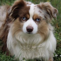 Australian Shepherds from EC Kennels Inc.