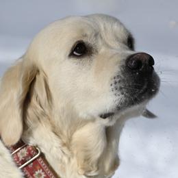 MIPA - Golden Retriever