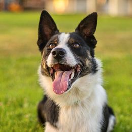 Boom - Border Collie