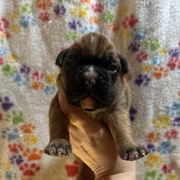 Axel - Fawn male Boxer puppy in Daviess County, Kentucky from Blissful Euro Boxers & French Bull Dogs