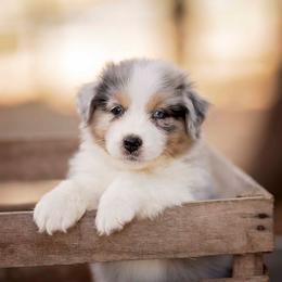 Not Available - Blue merle male Australian Shepherd puppy in Elkton, Tennessee from Riverlook Australian Shepherds