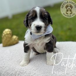 Patch - Blue merle male Bernedoodle puppy in Fort Pierce, Florida from Gentle Giants Doodle Co.