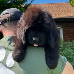 Black Female - Black female Newfoundland puppy in New York from Johnson Farms