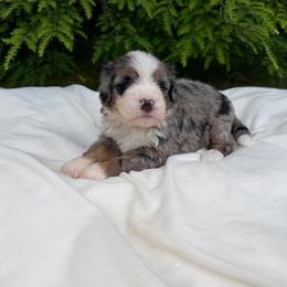 Miss Patriot - Merle female Bernedoodle puppy in Hegins, Pennsylvania from Bubbling Springs Doodles, LLC