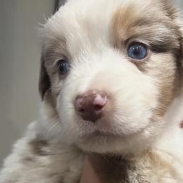 Miniature Australian Shepherds from SOCAL AUSSIES