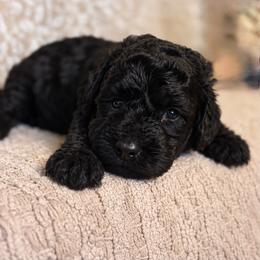 Maple - Phantom female Bernedoodle puppy in Travelers Rest, South Carolina from Bernedoodle.do