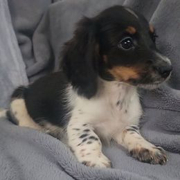 Gray - Piebald male Dachshund puppy in Ridge, New York from Tracy's Puppy Club
