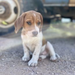 Beagle Puppies from Bluebonnet Kennels