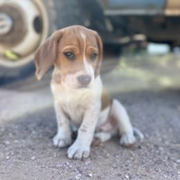 Beagle Puppies from Bluebonnet Kennels