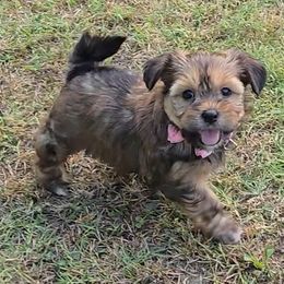 Josie - Black gold and white female Shorkie puppy in Aurora, Missouri from KnJ Precious Paws LLC
