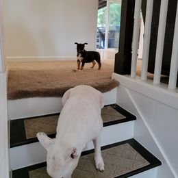 Bull Terrier Puppies from The Noble Bull Terriers