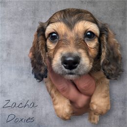 Dachshund Puppies from Zacha’s Doxie House