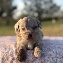 Goose - Brown merle male Aussiedoodle puppy in Fairmount, Georgia from Muscadine Meadows Farm