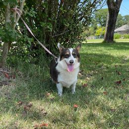 Blu - Pembroke Welsh Corgi