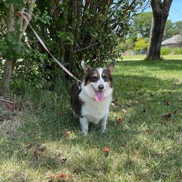 Blu - Pembroke Welsh Corgi