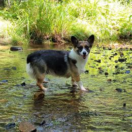Beagles, French Bulldogs, Labrador Retrievers, and Pembroke Welsh Corgis from Country Acres Farm