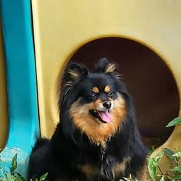 Izzy - Pomeranian