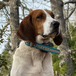 Louis - Treeing Walker Coonhound