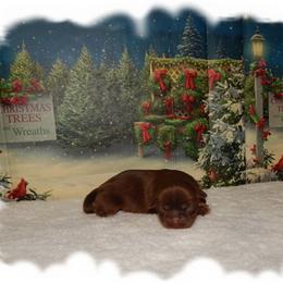 Snickers - Chocolate and tan male Shih Tzu puppy in Lawrenceburg, Tn, Tennessee from Shedd's Shih Tzus