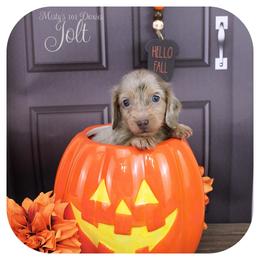 JOLT - Reserved - Fawn (isabella) and tan male Dachshund puppy in Graceville, Florida from Misty's 101 Doxies
