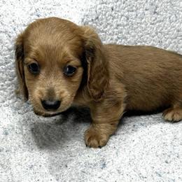 Maggie - Red female Dachshund puppy in Little Rock, Arkansas from Divine Doxies