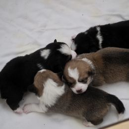 Pembroke Welsh Corgi Puppies from Mountain Maryland Corgis