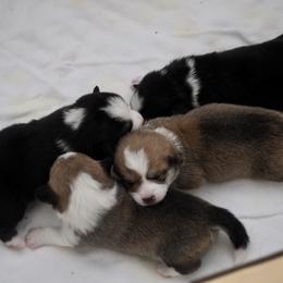 Pembroke Welsh Corgi Puppies from Mountain Maryland Corgis